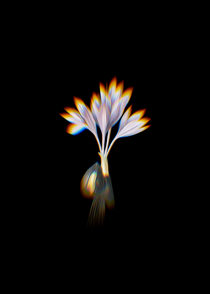 Prism Autumn Crocus