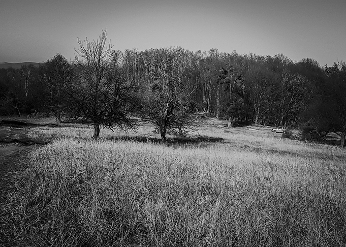 Forest scene