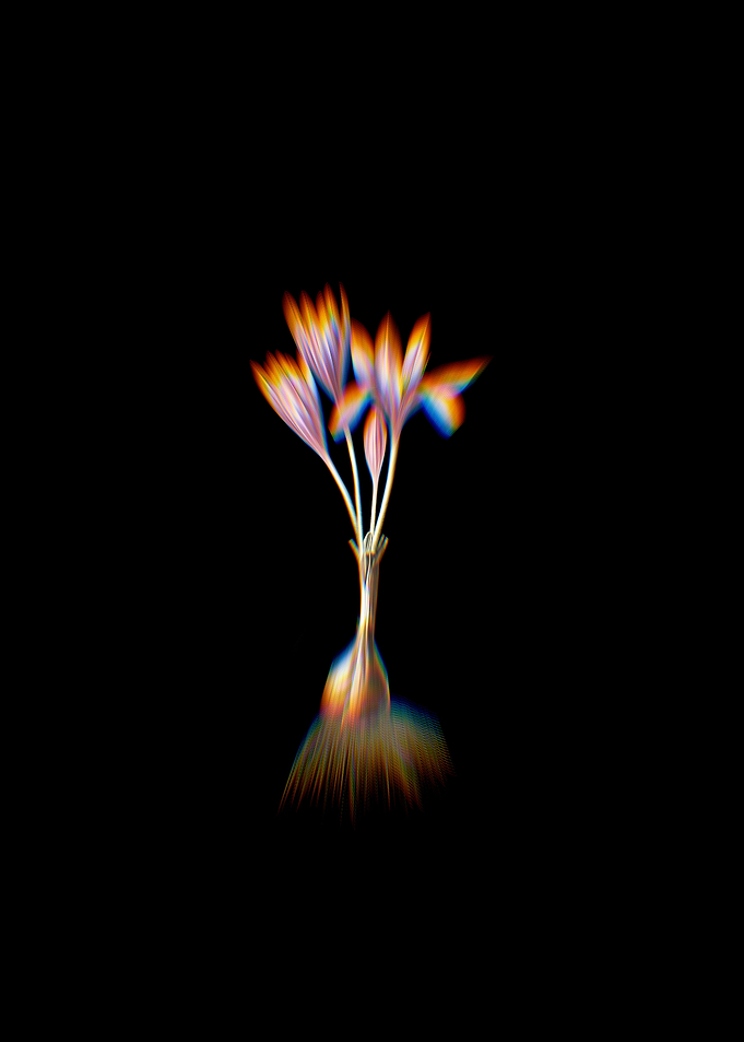 Prism Autumn Crocus