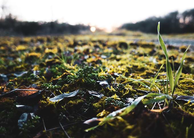 Moss 2