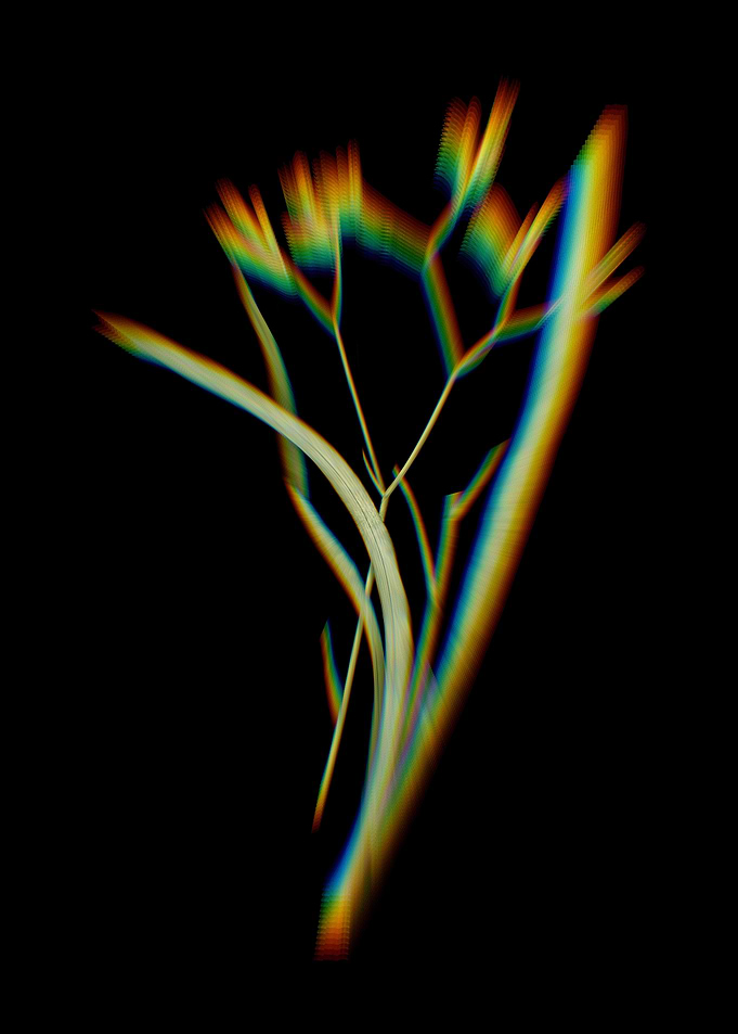 Prism Anigozanthos Flavida