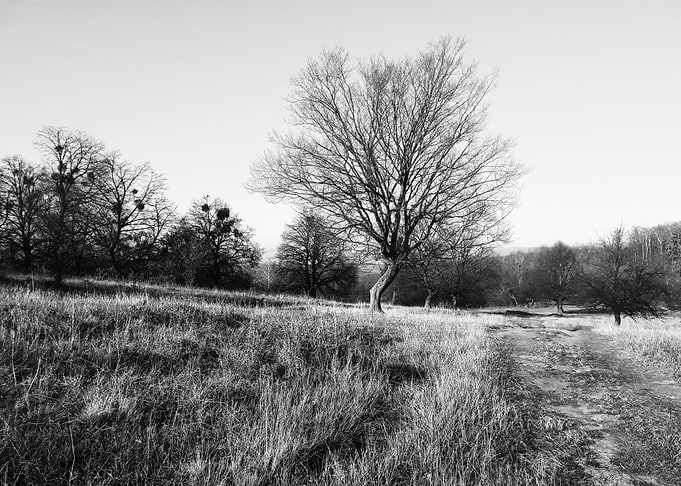 The company of trees