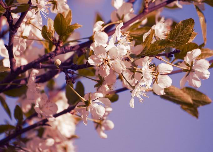 Blossoming Cherry