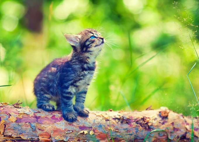 Animals Cat Feline Green I