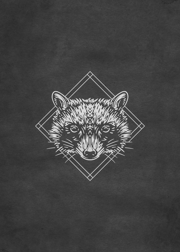 Racoon Forest Animal