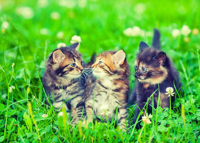 Adorable Animals Baby Beau