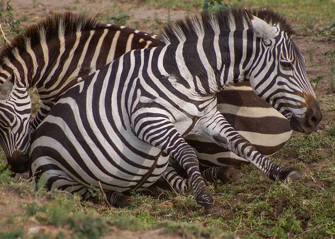 Zebras playing