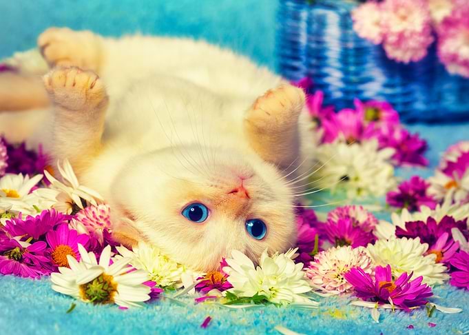 Adorable Alone Animal Baby