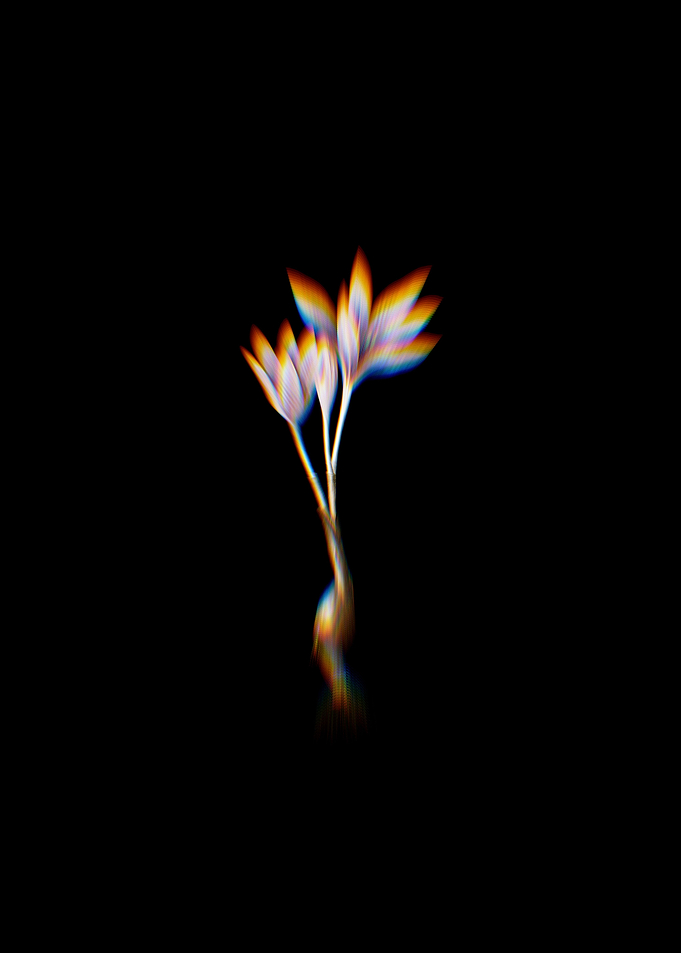 Prism Autumn Crocus