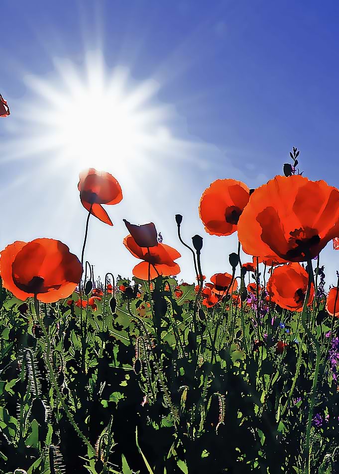 FLOWERS GARDEN SCENERY