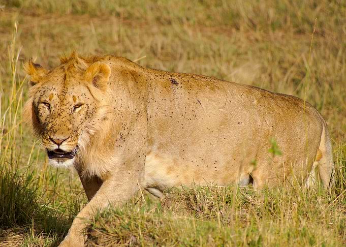Lion