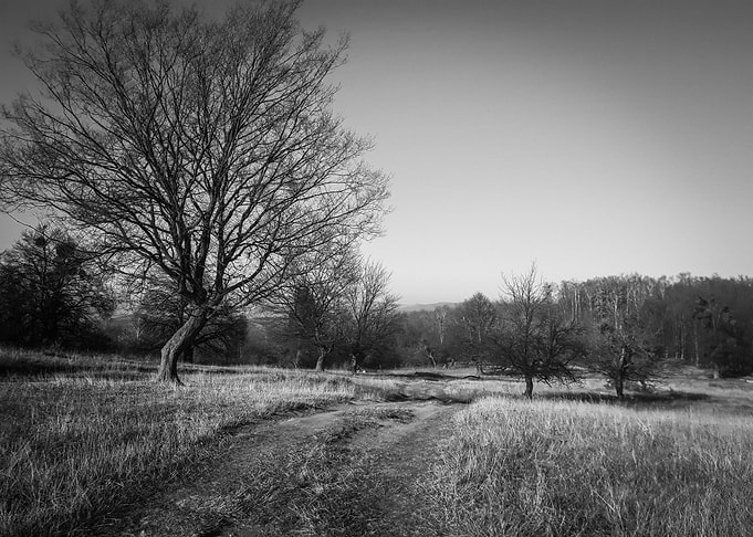 The path