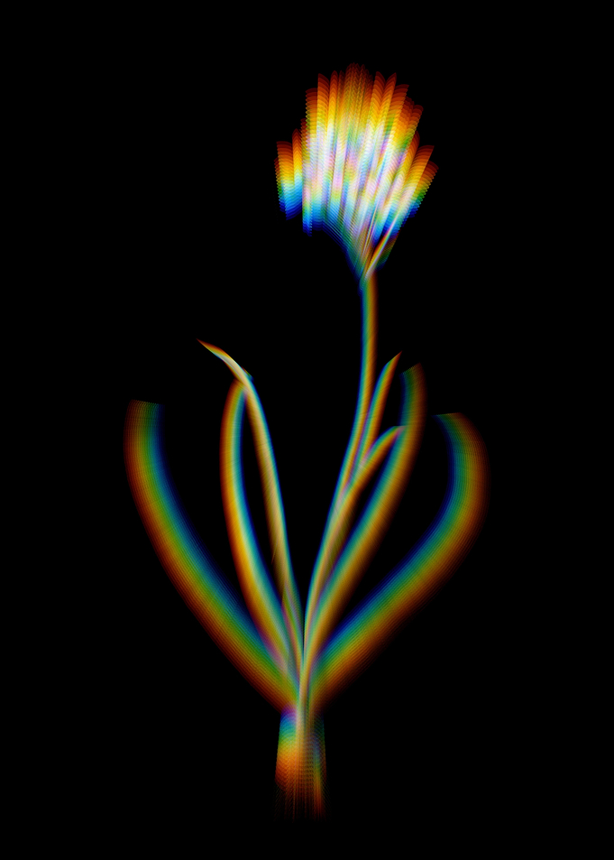 Prism Arabian Starflower