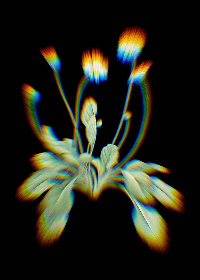 Prism Daisy Flowers