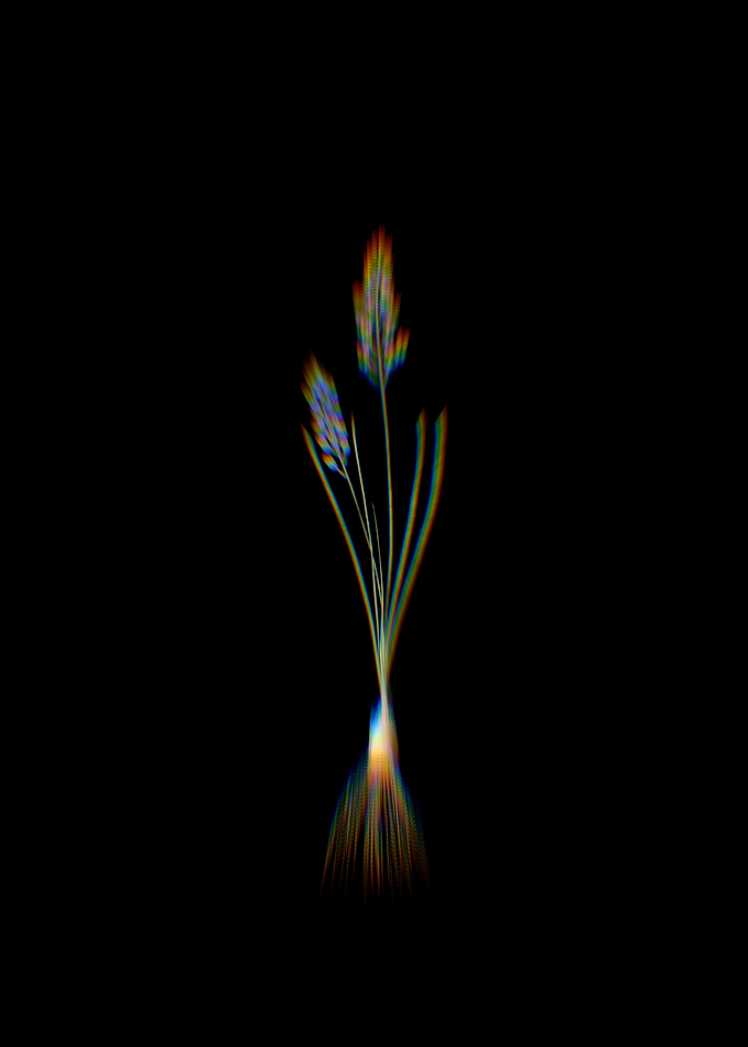 Prism Autumn Squill
