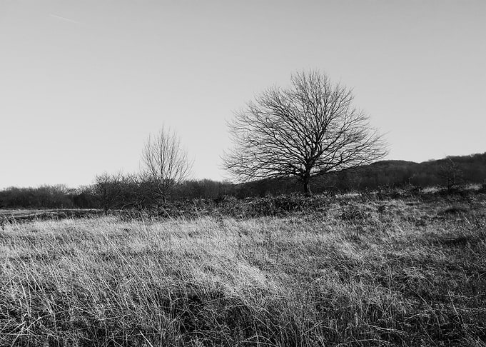 Forest lane in winter