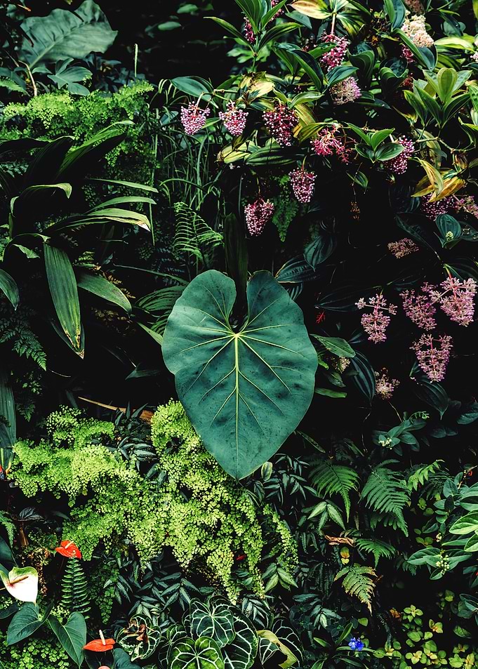 Tropical wall