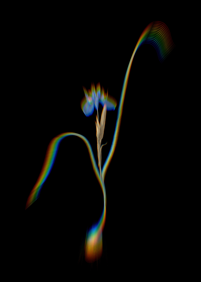 Prism Barbary Nut