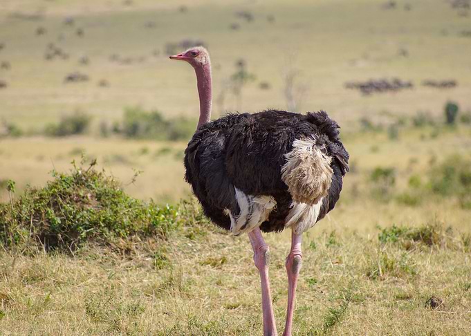Ostrich
