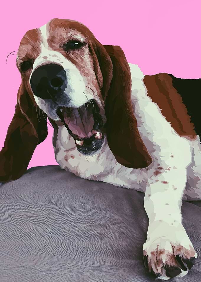 Basset Hound Love