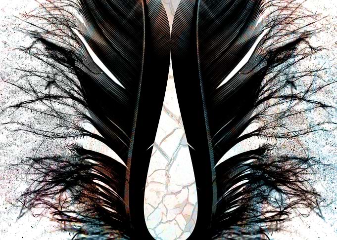 Black feathers