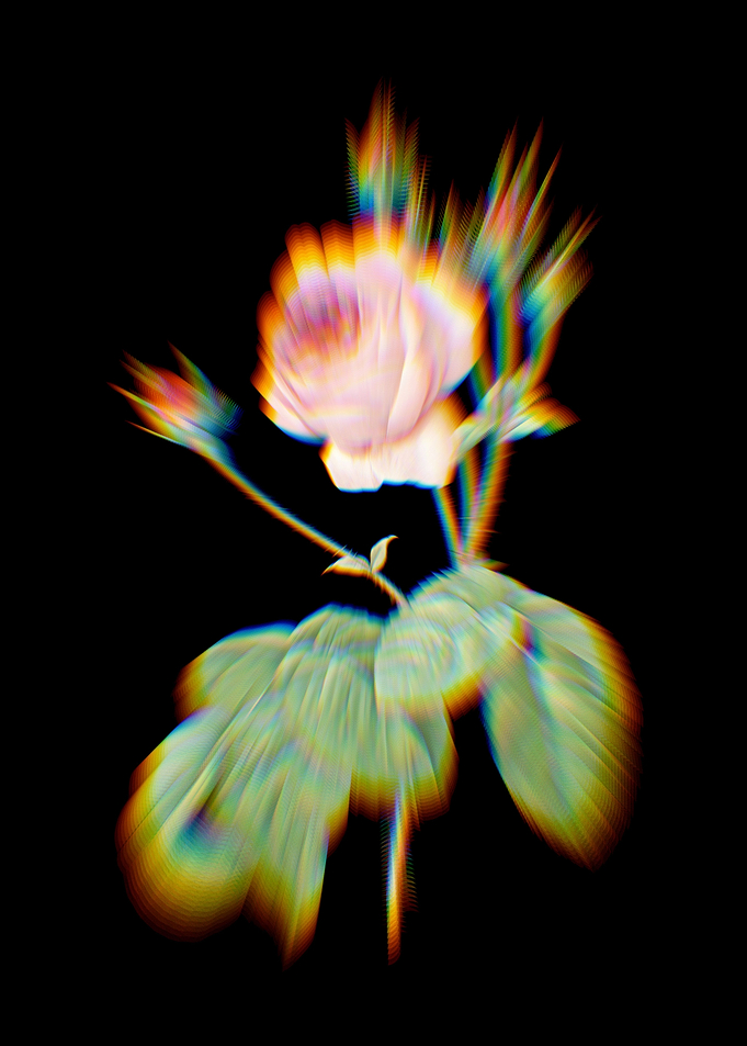 Prism Cabbage Rose