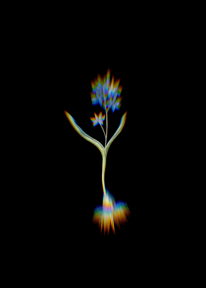 Prism Alpine Squill