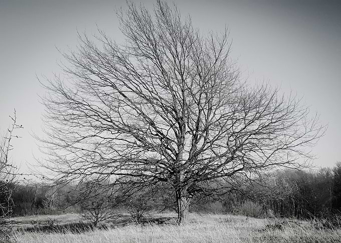 The tree