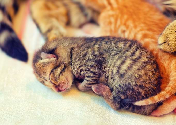 Animals Blind Cat Family F