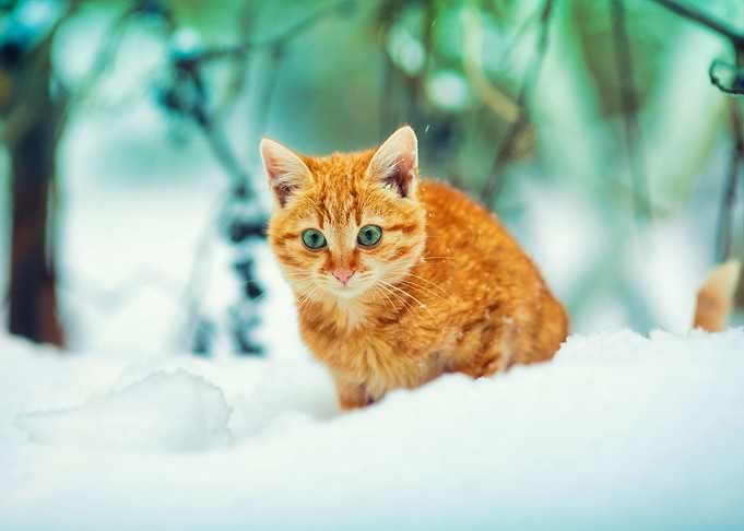 Animal Beige Cat Chill Col