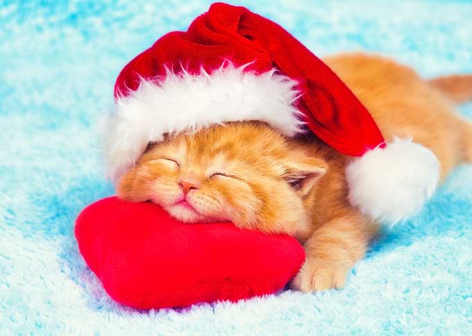 Animals Cat Christmas Deco