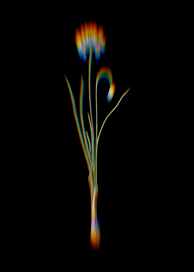 Prism Autumn Onion