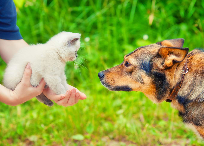 Animal Best Brave Canine C