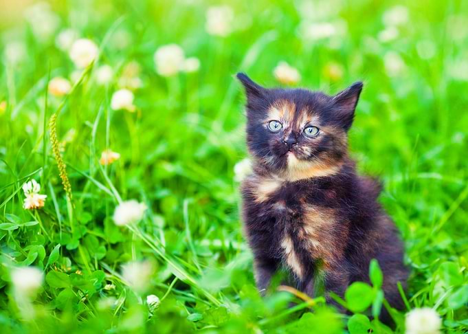 Adorable Alone Animals Bab