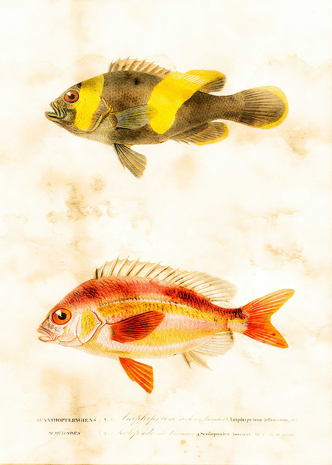 Amphirion
