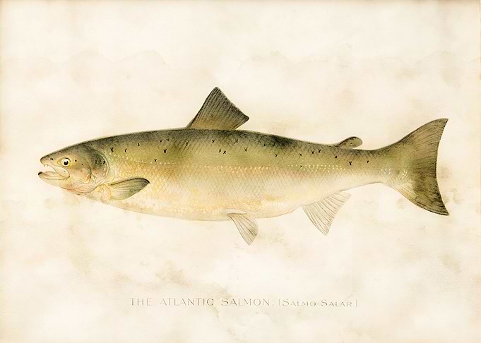 Atlantic Salmon