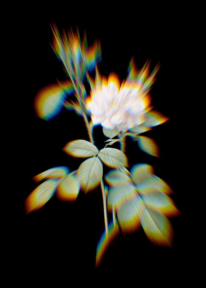 Prism Autumn Damask Rose