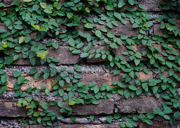 The plants that spread on