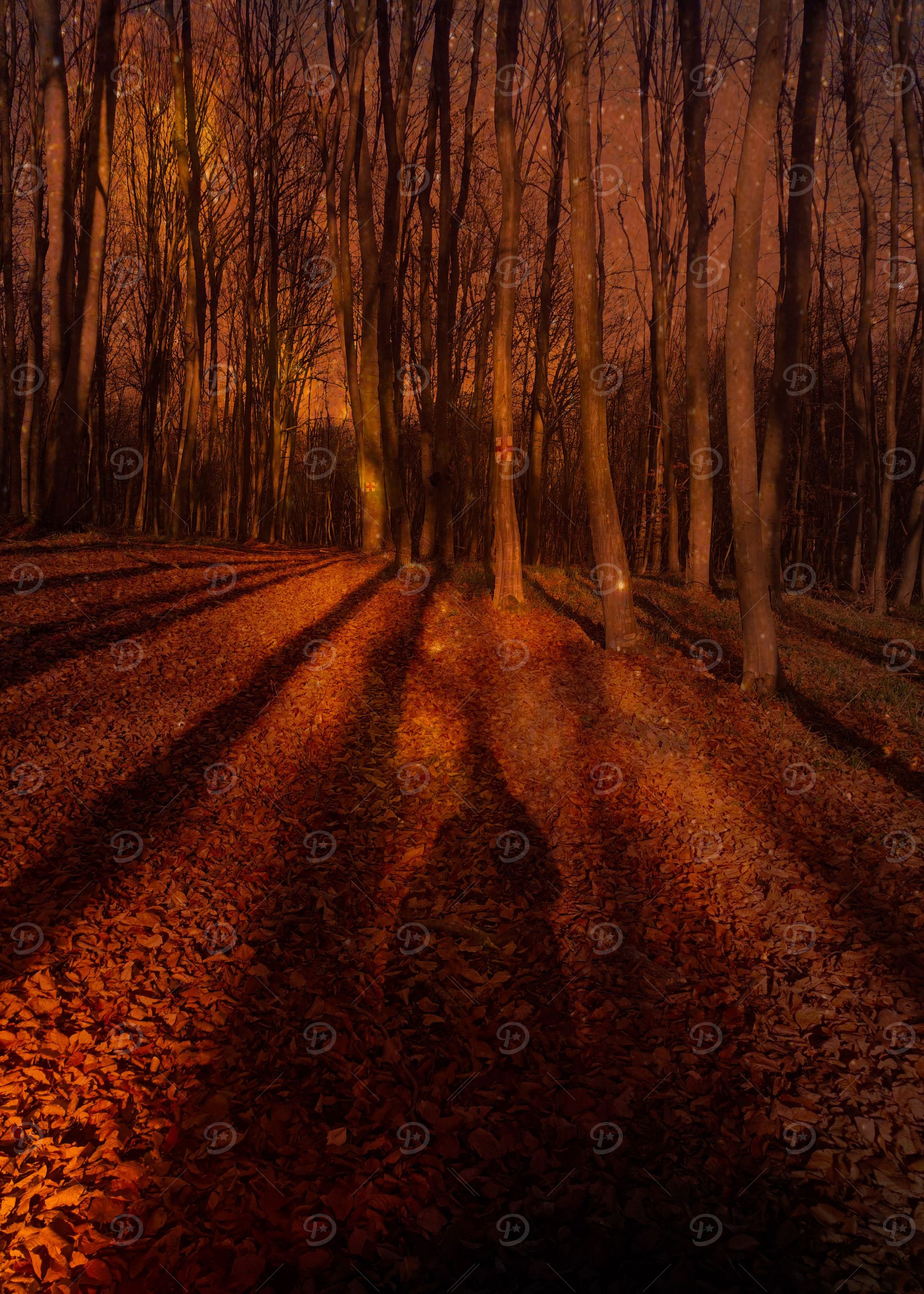 Forest ligts and shadows