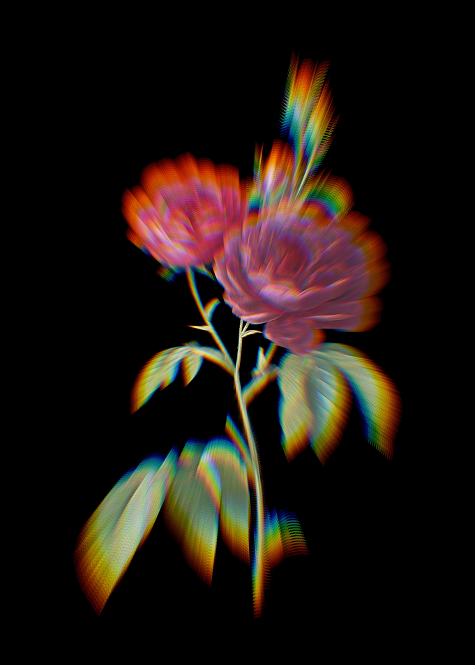 Prism Purple Roses