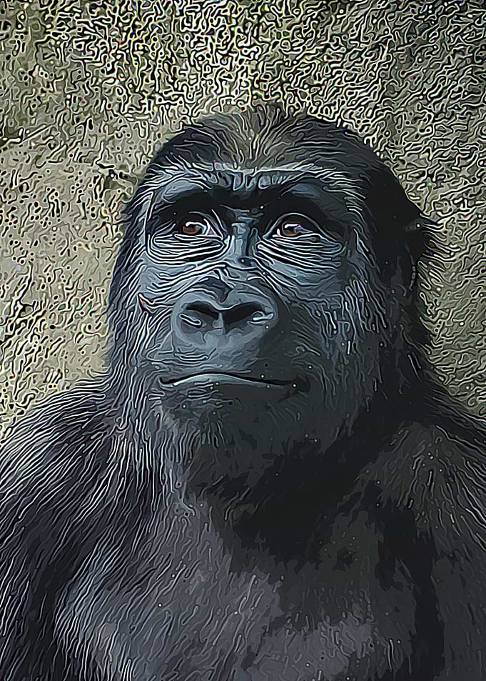 BLACK GORILLA