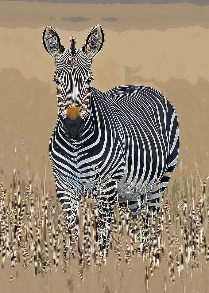 ZEBRA ON BROWN GRASS