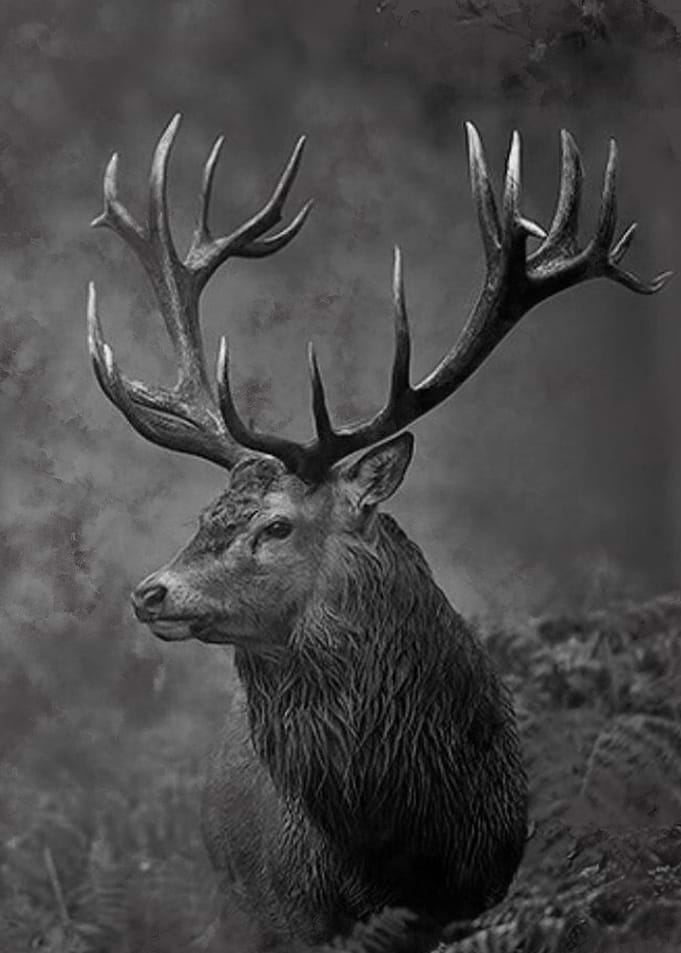 Poster Dear Art