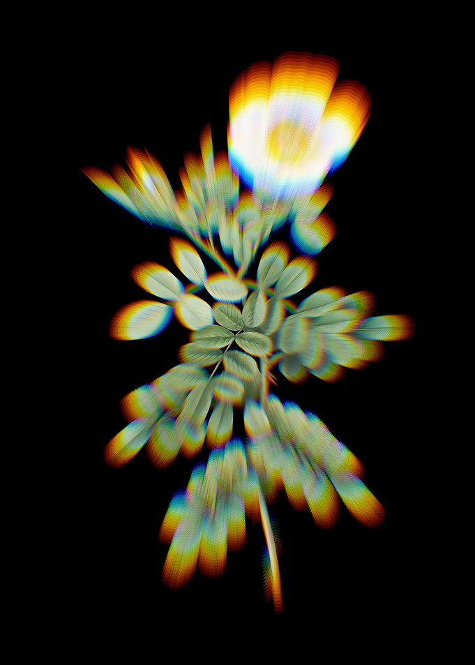 Prism Macartney Rose