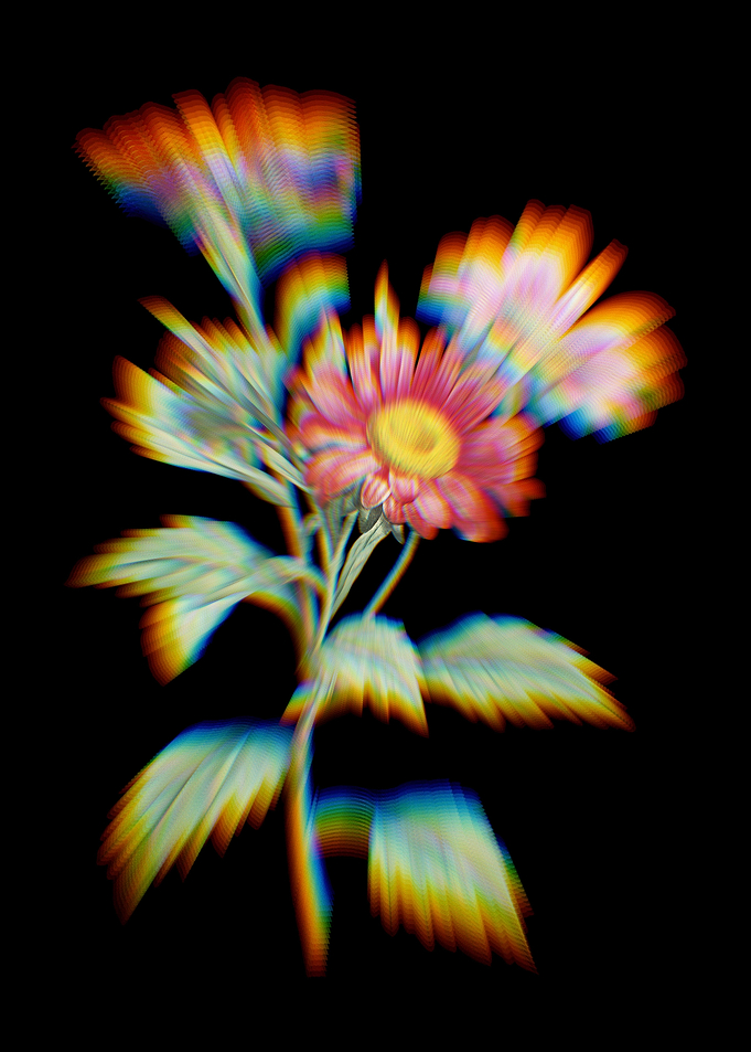 Prism Red Aster Flowers