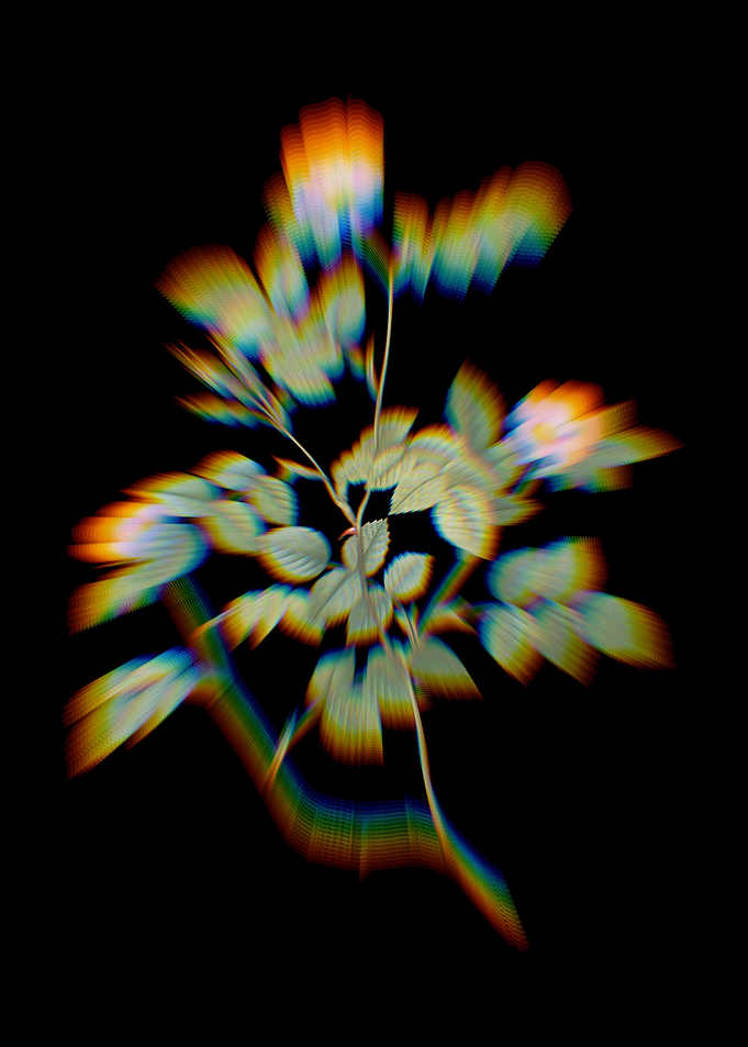 Prism Sweetbriar Rose