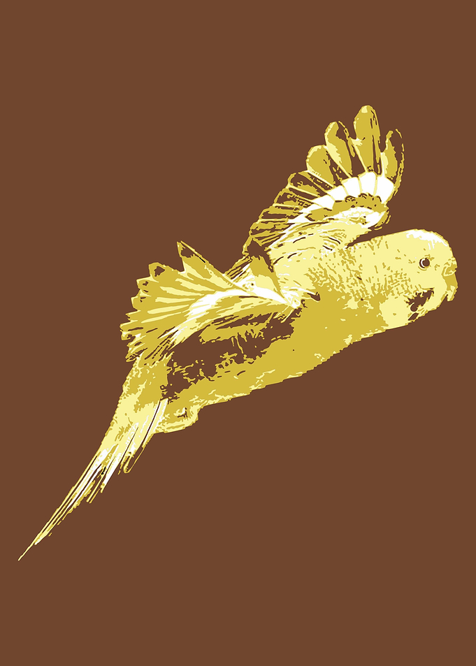 Parrots V10 Pop Art