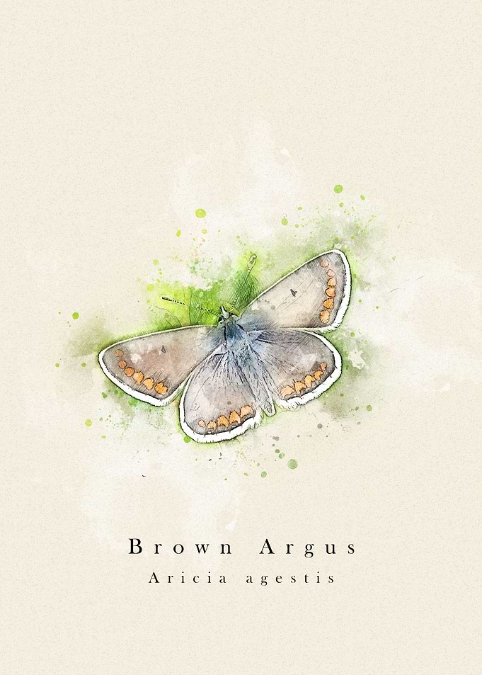 Butterfly brown argus
