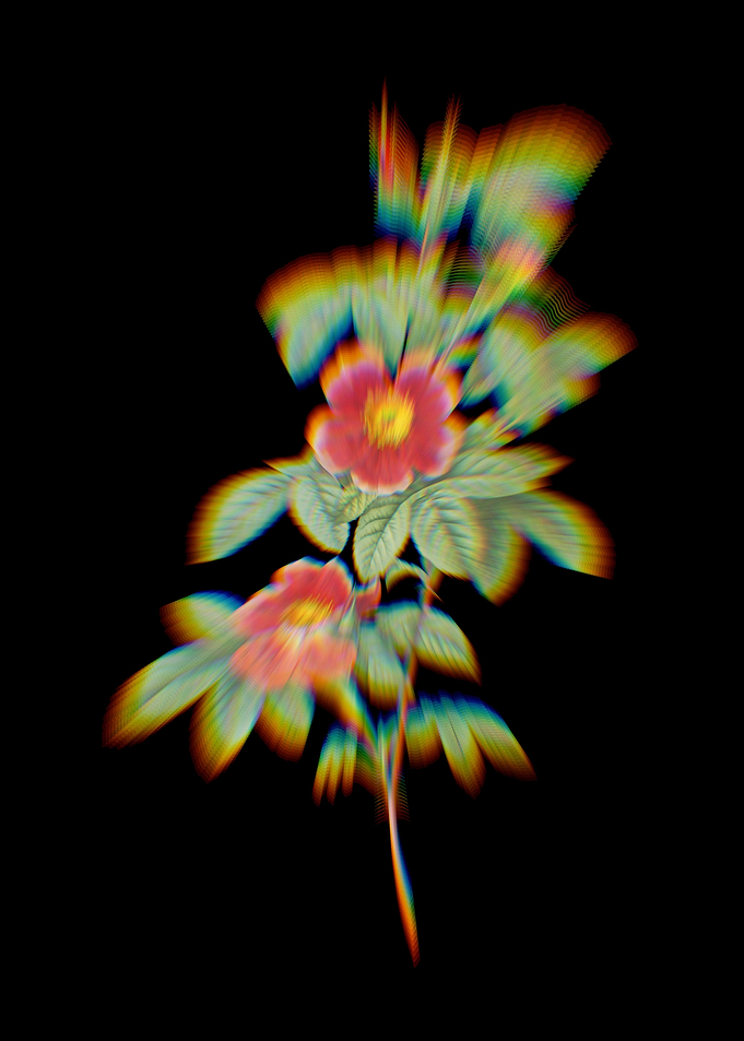 Prism Single May Rose