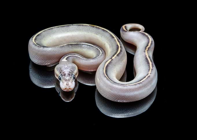 Python World First